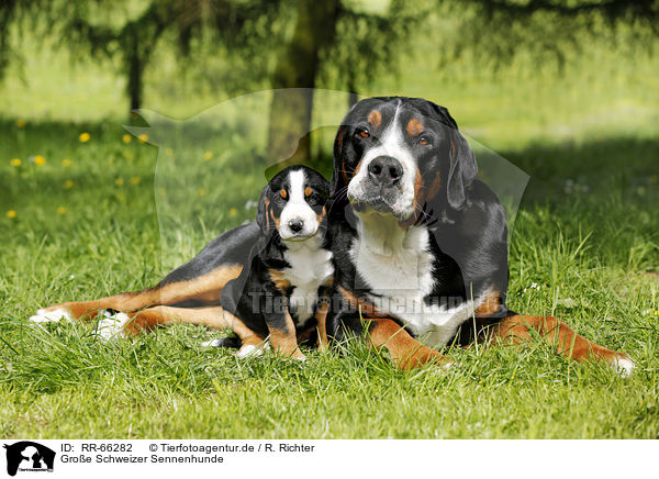 Groe Schweizer Sennenhunde / Greater Swiss Mountain Dogs / RR-66282