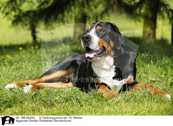 liegender Groer Schweizer Sennenhund / lying Greater Swiss Mountain Dog / RR-66283