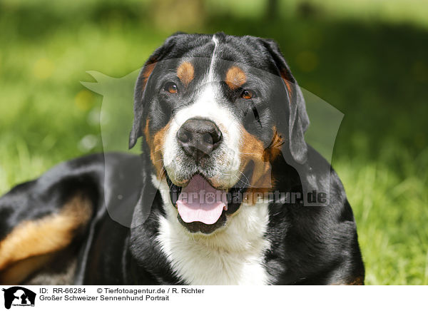 Groer Schweizer Sennenhund Portrait / Greater Swiss Mountain Dog Portrait / RR-66284