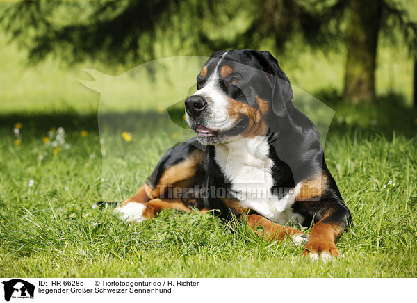 liegender Groer Schweizer Sennenhund / lying Greater Swiss Mountain Dog / RR-66285