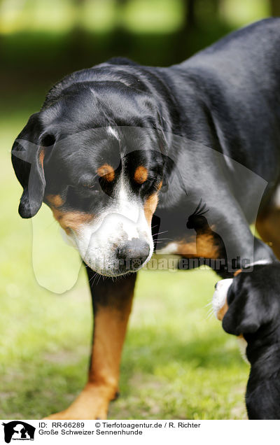Groe Schweizer Sennenhunde / Greater Swiss Mountain Dogs / RR-66289