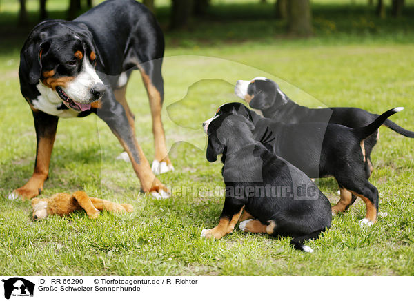 Groe Schweizer Sennenhunde / Greater Swiss Mountain Dogs / RR-66290