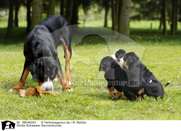 Groe Schweizer Sennenhunde / Greater Swiss Mountain Dogs / RR-66291