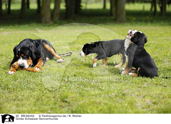 Groe Schweizer Sennenhunde / Greater Swiss Mountain Dogs / RR-66292