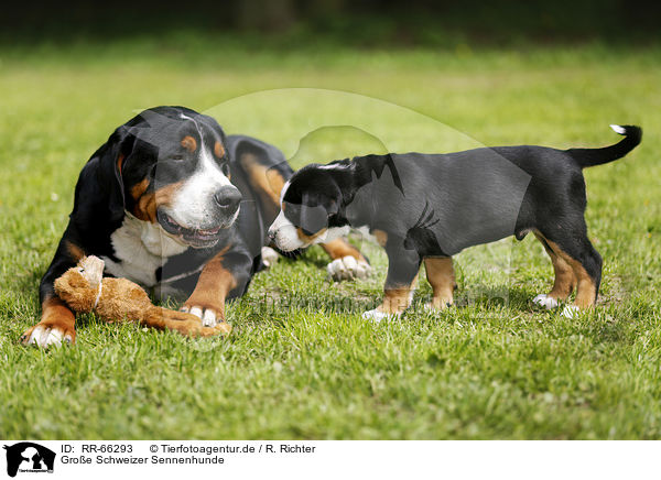 Groe Schweizer Sennenhunde / Greater Swiss Mountain Dogs / RR-66293