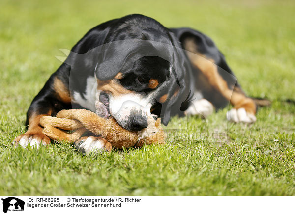 liegender Groer Schweizer Sennenhund / lying Greater Swiss Mountain Dog / RR-66295