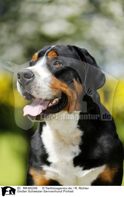 Groer Schweizer Sennenhund Portrait / Greater Swiss Mountain Dog Portrait / RR-66296