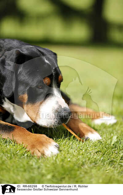 fressender Groer Schweizer Sennenhund / eating Greater Swiss Mountain Dog / RR-66298