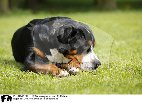 liegender Groer Schweizer Sennenhund / lying Greater Swiss Mountain Dog / RR-66299