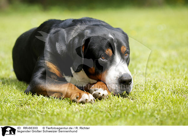 liegender Groer Schweizer Sennenhund / lying Greater Swiss Mountain Dog / RR-66300