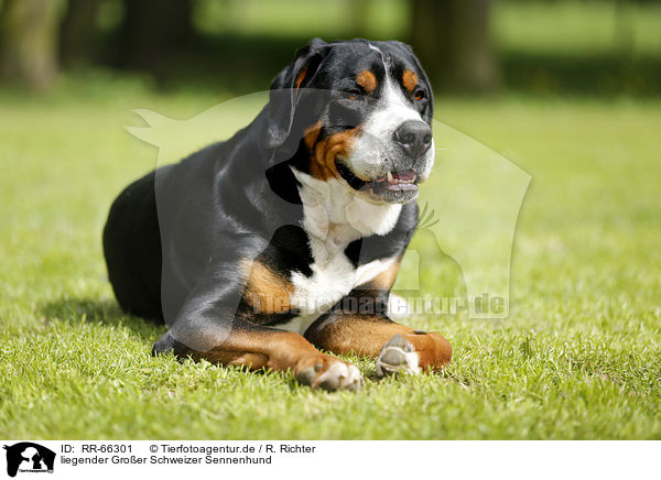 liegender Groer Schweizer Sennenhund / lying Greater Swiss Mountain Dog / RR-66301