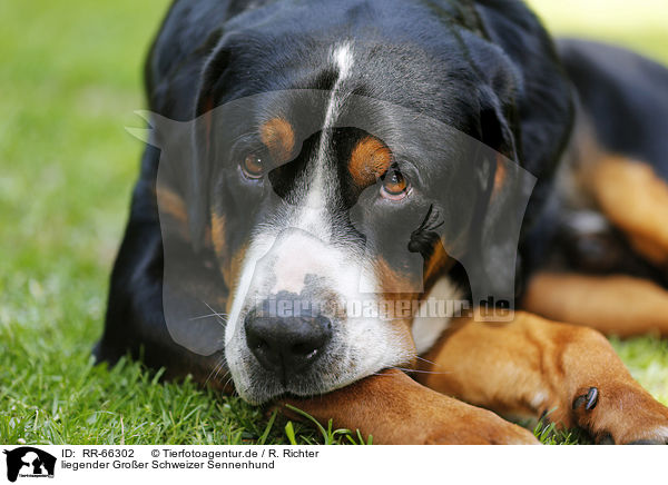 liegender Groer Schweizer Sennenhund / lying Greater Swiss Mountain Dog / RR-66302
