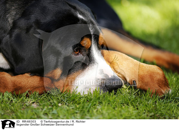 liegender Groer Schweizer Sennenhund / lying Greater Swiss Mountain Dog / RR-66303