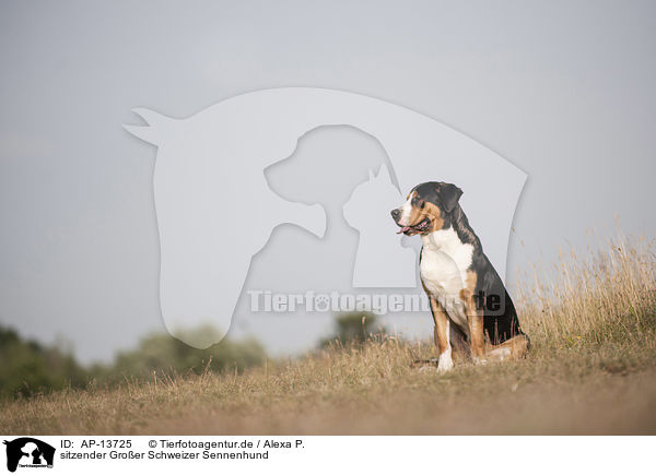 sitzender Groer Schweizer Sennenhund / sitting Greater Swiss Mountain Dog / AP-13725