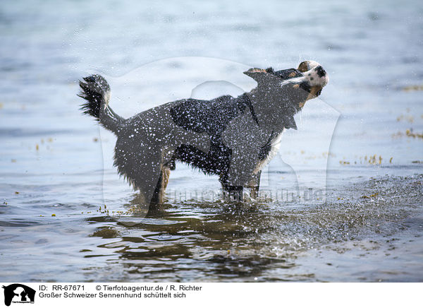 Groer Schweizer Sennenhund schttelt sich / shaking Great Swiss Mountain Dog / RR-67671