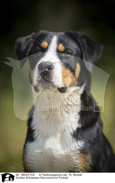 Groer Schweizer Sennenhund Portrait / Greater Swiss Mountain Dog Portrait / RR-67702