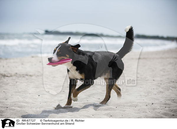 Groer Schweizer Sennenhund am Strand / RR-67727