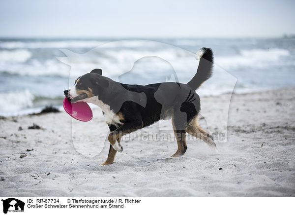 Groer Schweizer Sennenhund am Strand / RR-67734