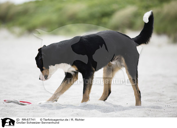 Groer Schweizer Sennenhund / Great Swiss Mountain Dog / RR-67741