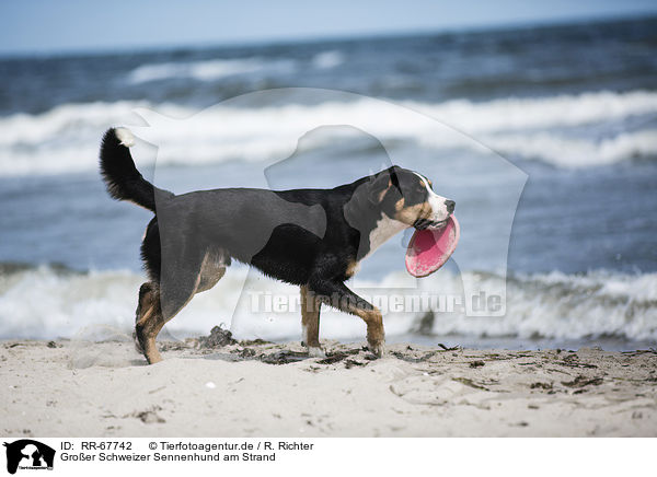 Groer Schweizer Sennenhund am Strand / Great Swiss Mountain Dog at the beach / RR-67742