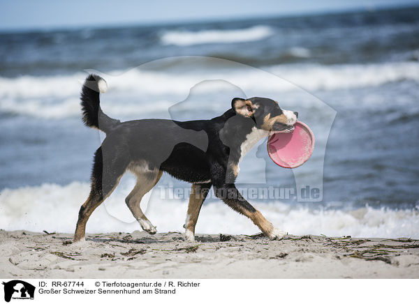 Groer Schweizer Sennenhund am Strand / Great Swiss Mountain Dog at the beach / RR-67744