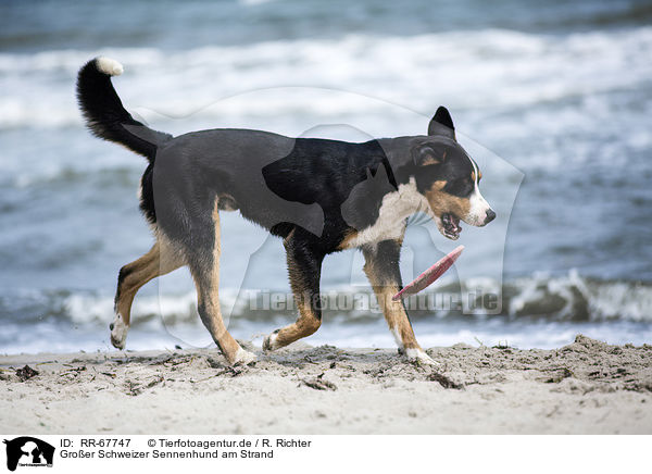 Groer Schweizer Sennenhund am Strand / Great Swiss Mountain Dog at the beach / RR-67747