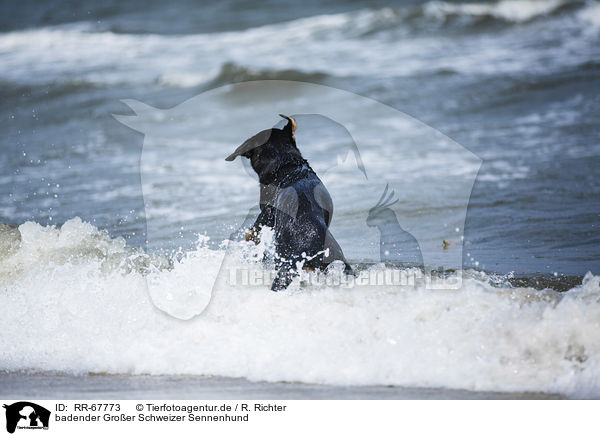 badender Groer Schweizer Sennenhund / bathing Greater Swiss Mountain Dog / RR-67773