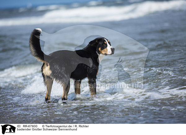 badender Groer Schweizer Sennenhund / bathing Greater Swiss Mountain Dog / RR-67800