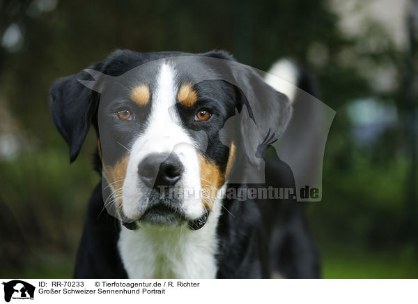 Groer Schweizer Sennenhund Portrait / RR-70233