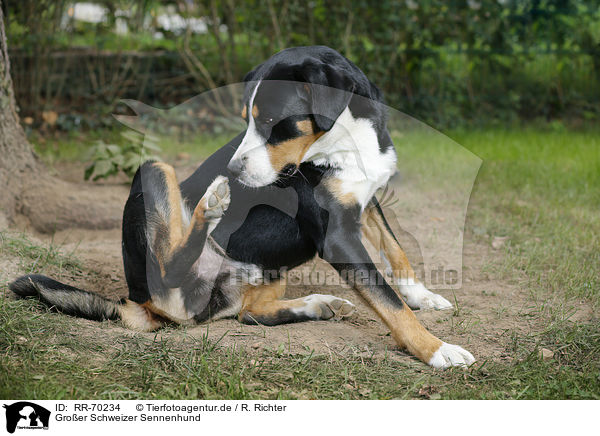 Groer Schweizer Sennenhund / Great Swiss Mountain Dog / RR-70234