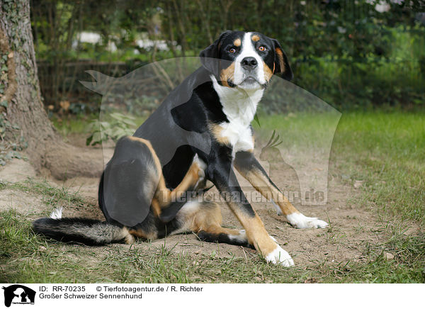 Groer Schweizer Sennenhund / Great Swiss Mountain Dog / RR-70235