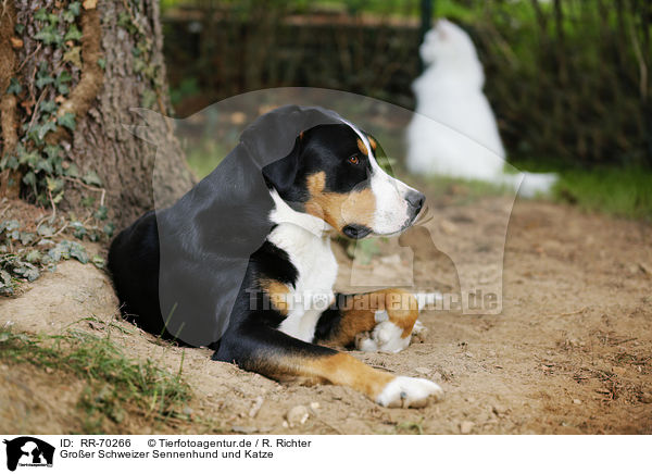 Groer Schweizer Sennenhund und Katze / Great Swiss Mountain Dog and cat / RR-70266