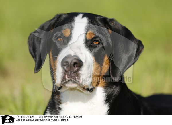 Groer Schweizer Sennenhund Portrait / RR-71124