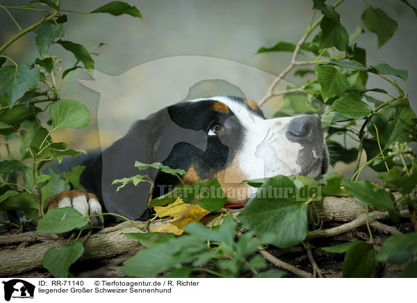liegender Groer Schweizer Sennenhund / lying Great Swiss Mountain Dog / RR-71140