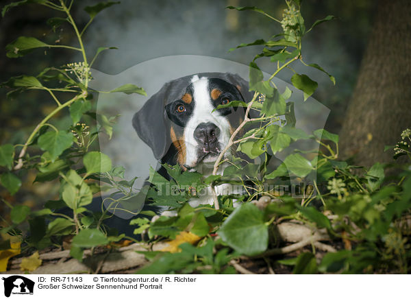 Groer Schweizer Sennenhund Portrait / Great Swiss Mountain Dog Portrait / RR-71143