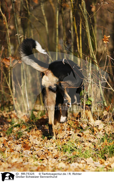 Groer Schweizer Sennenhund / Greater Swiss Mountain Dog / RR-75325