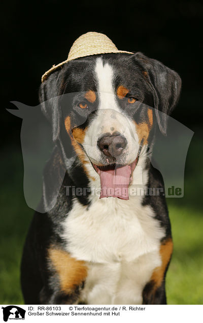 Groer Schweizer Sennenhund mit Hut / Great Swiss Mountain Dog with hat / RR-86103