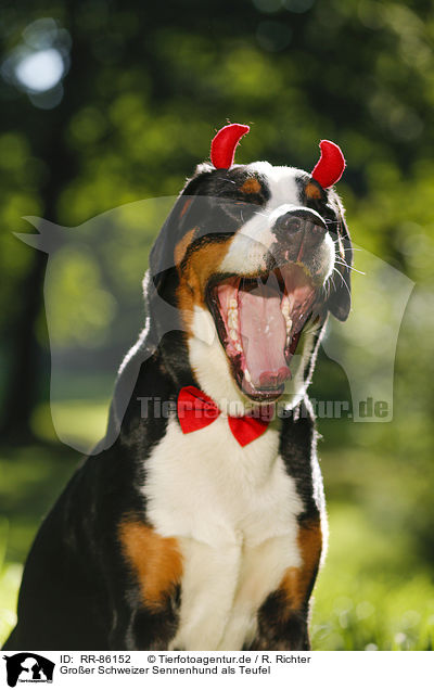 Groer Schweizer Sennenhund als Teufel / Great Swiss Mountain Dog as evil / RR-86152