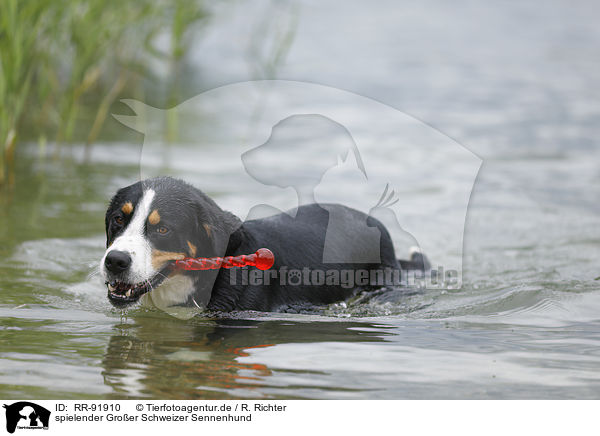 spielender Groer Schweizer Sennenhund / playing Great Swiss Mountain Dog / RR-91910