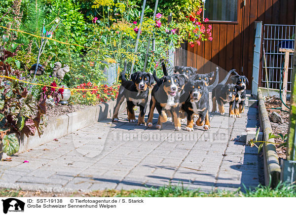 Groe Schweizer Sennenhund Welpen / Greater Swiss Mountain Dog Puppies / SST-19138