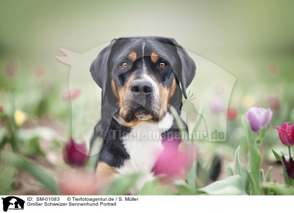 Groer Schweizer Sennenhund Portrait / SM-01083