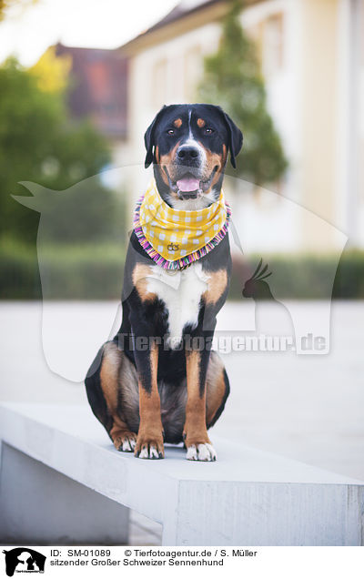 sitzender Groer Schweizer Sennenhund / sitting Greater Swiss Mountain Dog / SM-01089