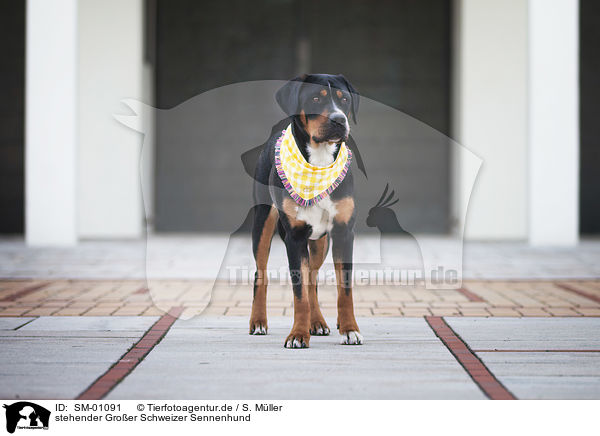 stehender Groer Schweizer Sennenhund / standing Greater Swiss Mountain Dog / SM-01091