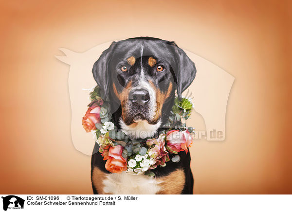 Groer Schweizer Sennenhund Portrait / SM-01096