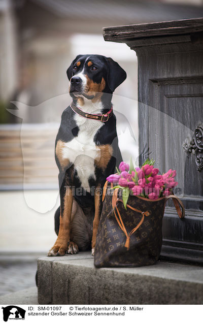 sitzender Groer Schweizer Sennenhund / sitting Greater Swiss Mountain Dog / SM-01097