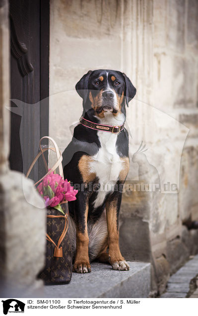 sitzender Groer Schweizer Sennenhund / sitting Greater Swiss Mountain Dog / SM-01100