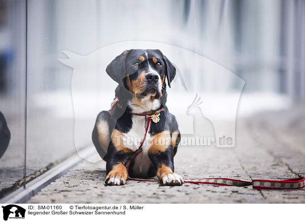liegender Groer Schweizer Sennenhund / lying Greater Swiss Mountain Dog / SM-01160