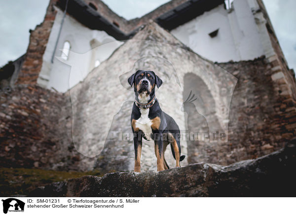 stehender Groer Schweizer Sennenhund / standing Greater Swiss Mountain Dog / SM-01231