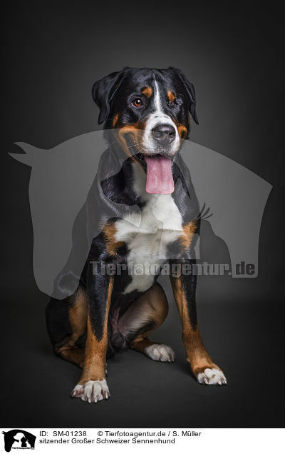 sitzender Groer Schweizer Sennenhund / sitting Greater Swiss Mountain Dog / SM-01238