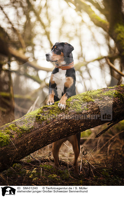 stehender junger Groer Schweizer Sennenhund / standing young Greater Swiss Mountain Dog / SM-01240